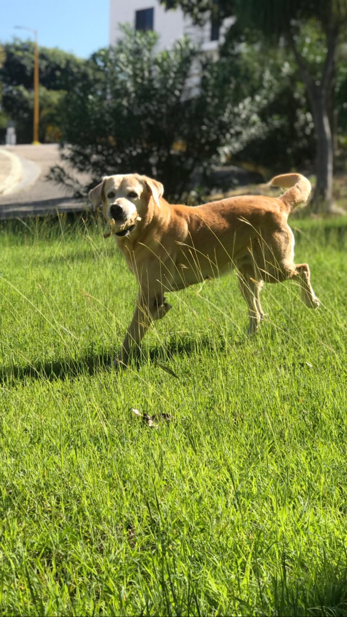 karinapt95's tweet photo. Mi amigo fiel, hoy quiero agradecer tus años de vida en este plano terrenal, por ser mi protector y guía en este mundo tan caótico y aunque no quisiera ponerte un número porque para mi siempre serás un bb, me pone feliz el largo camino que la vida te regala a mi lado. https://t.co/fK9HzECei0