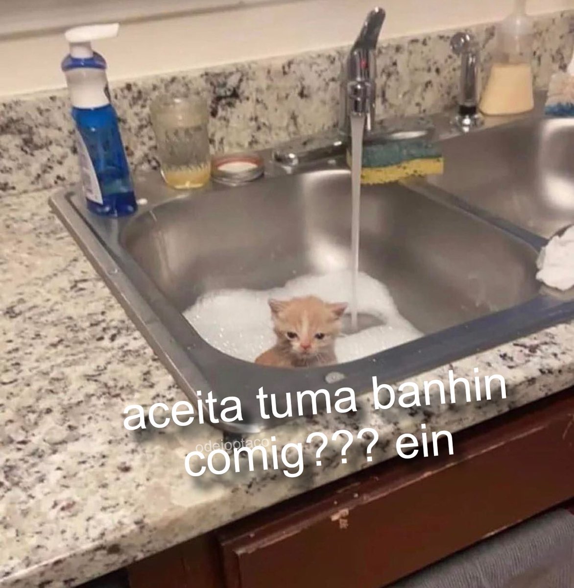 perfil dedicado a gatinhos e peitos (@odeiootaco) on Twitter photo 