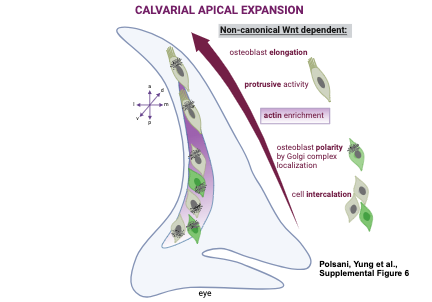 AtitLab's tweet photo. Mesenchymal Wnts are required for morphogenetic movements of calvarial osteoblasts during apical expansion https://t.co/I3PZ7Rj7mn 
We are excited to submit our first paper in collaboration with Sevan Hopyan's Lab at Sick  Kids, Toronto.  Please send us comments on @biorxiv. https://t.co/2Uhvbx8X0l