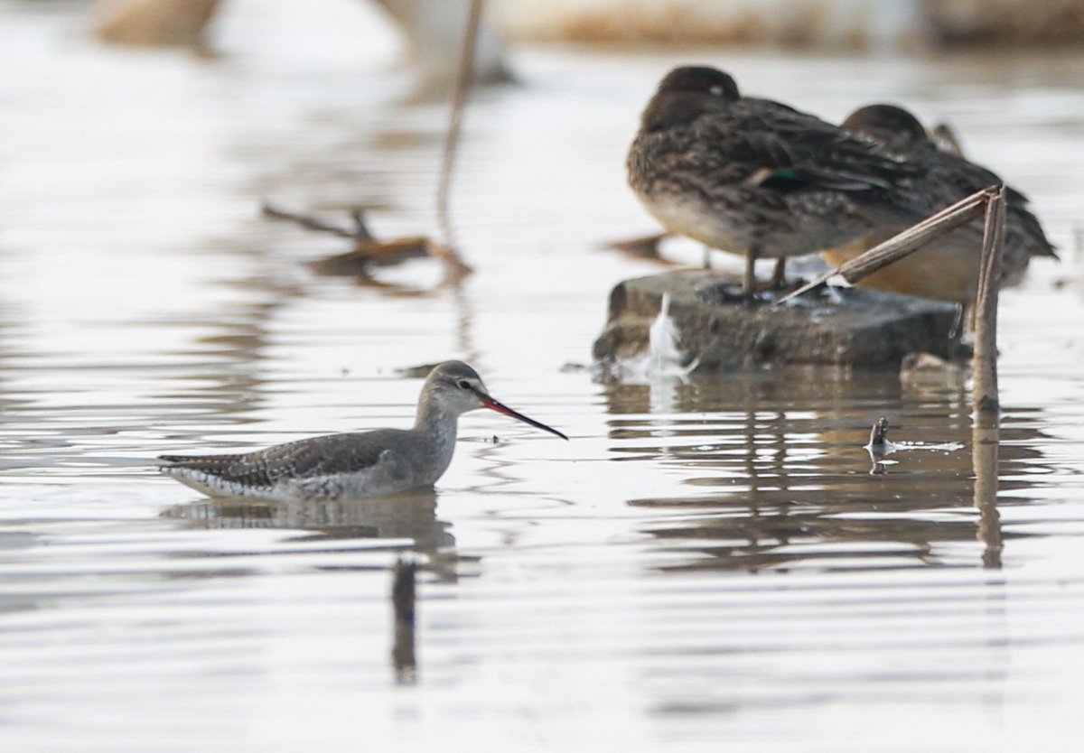听说全球98%的东方白鹳，都在江西鄱阳湖！！！I heard that 98% of oriental storks in the world are in Poyang Lake, Jiangxi Province!!!