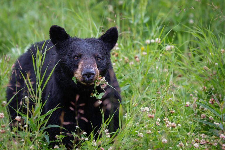 FortWorthAuto's tweet photo. We've Got Some Tips To Keep In Mind During Hi-Bear-Nation Season!
https://t.co/kv4VRX8Wt5

#Bears #Hibernation #Wintertime #PersonalSafety #UnwelcomeMat

Follow Us!  
Pinterest: https://t.co/DngJ8FqdQb
Facebook: https://t.co/ucPFZ4lu8e https://t.co/At6DUt5dJs