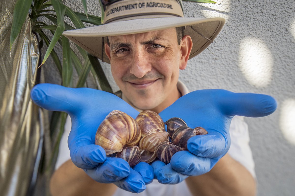 Mesmerized by mollusks? Become a Malacologist with APHIS! You’ll provide expert ID, taxonomy, and analysis of intercepted snail and slug species - collaborating closely with the worldwide malacology community. Job closes 12/13; apply today! usajobs.gov/job/764539000