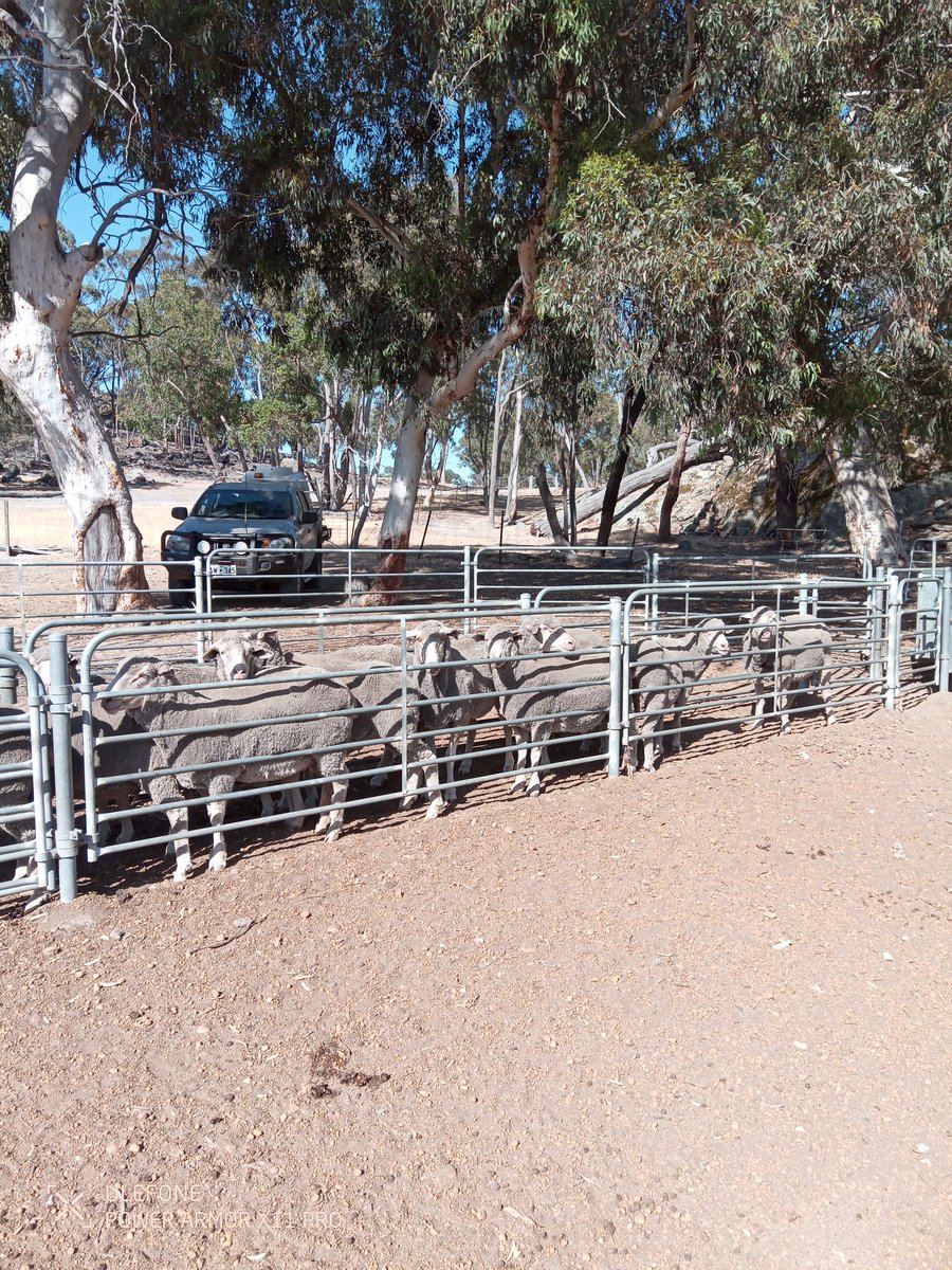 Processors at capacity in WA. These Cull ewes in picture 1 worth approx 80c/kg at saleyards.  Tell me again how we pass on our costs <a href="/MurrayWatt/">Senator Murray Watt</a>?  No Live Export= no markets.  Cream of our Cull ewes in 2nd picture worth $1.30/hd to a processor.  Coles and Woolies cashing in