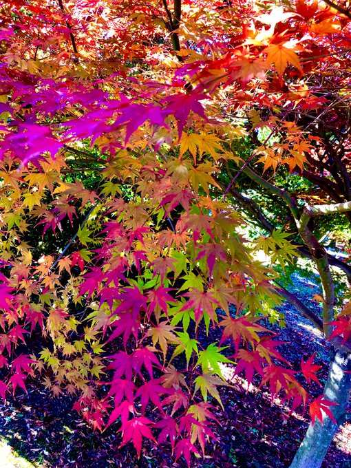 「autumn maple leaf」 illustration images(Latest)