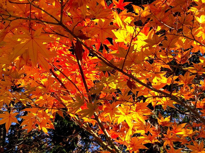 「autumn maple leaf」 illustration images(Latest)