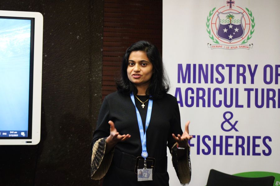 FAOPacific's tweet image. FAO is assisting member countries in preparing for and responding to the risk of #AfricanSwineFever (ASF) introduction and spread in the #Pacific .  As a part of the initiative, FAO organized a #SimulationExercise in Samoa from 5-7 December on the ASF Outbreak Investigation.