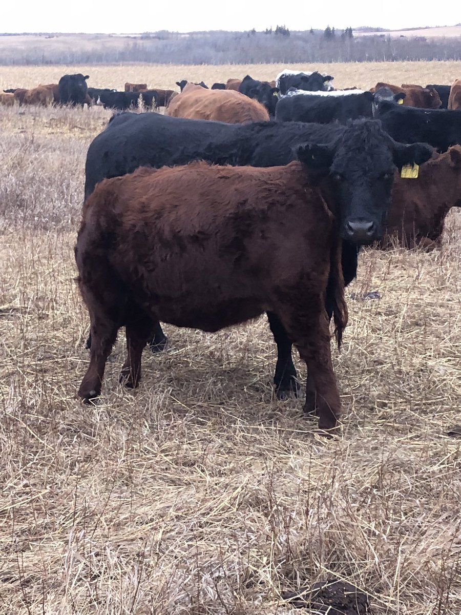 tbonecattleco's tweet photo. Looks like it’s time to wean https://t.co/DvwT6WfMK5