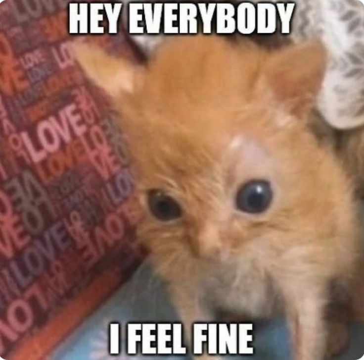 ShowYourCat's tweet photo. https://t.co/RhK6YIm0Eo