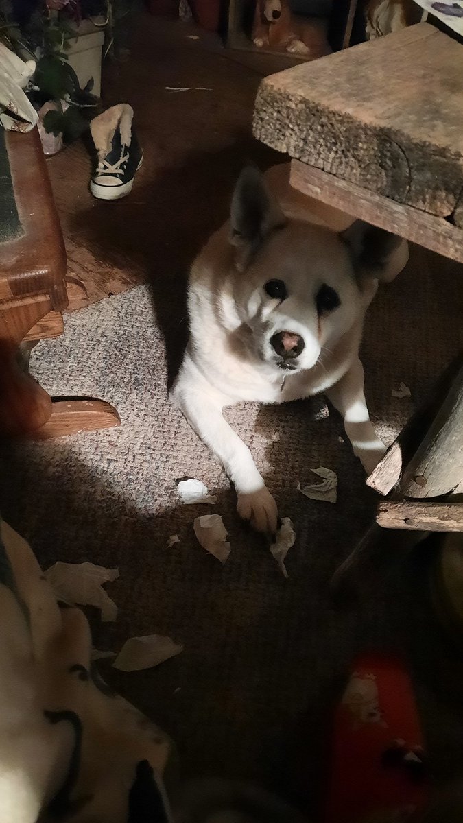 Jen Vollink Tyler tweet media