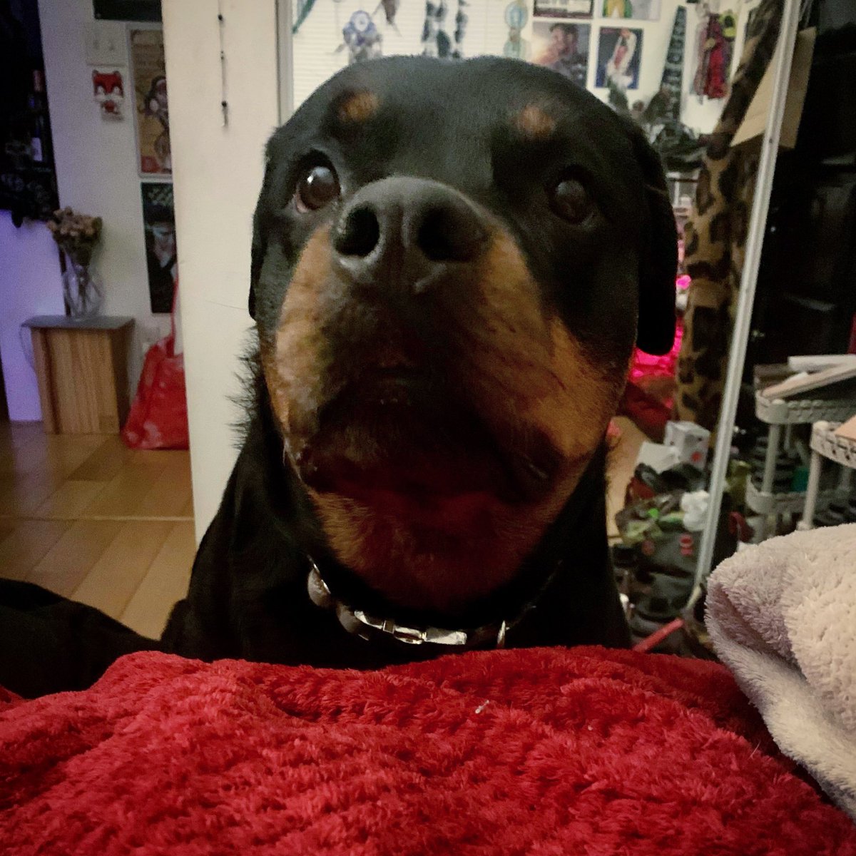 The face that says, “mama, I want something” ♥️ 

#WomansBestFriend #RottieHottie #PrincessDiana #PD