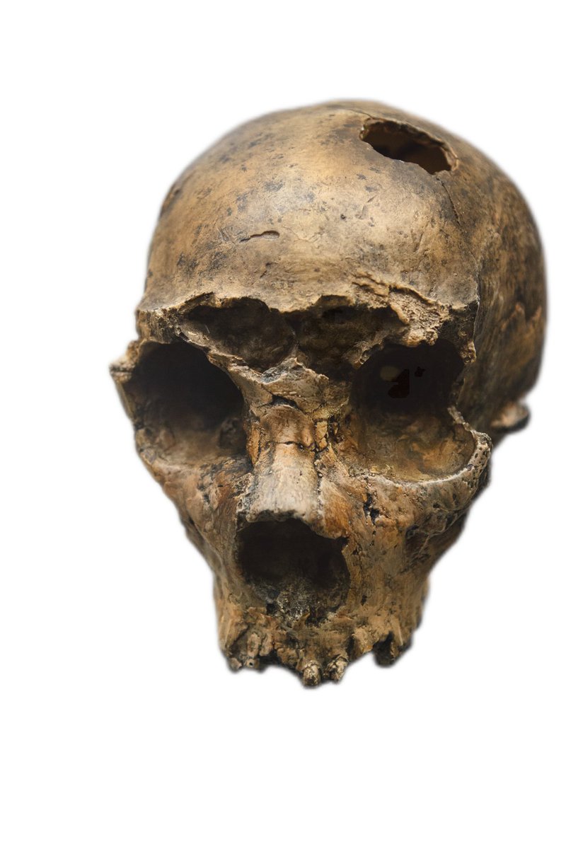 CompellingVideo's tweet image. Saccopastore is hollow too...