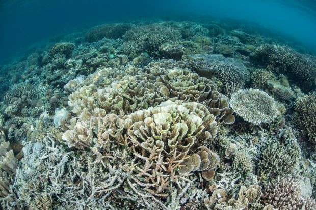 Record breaking marine heat has been detected and will cause worldwide and devastating mass coral bleaching in the next few years, according to an international study led by #UQ researcher <a href="/oveHG/">Ove Hoegh-Guldberg</a> 

Read more: uq.au/xje    <a href="/UQscience/">UQ Science</a>