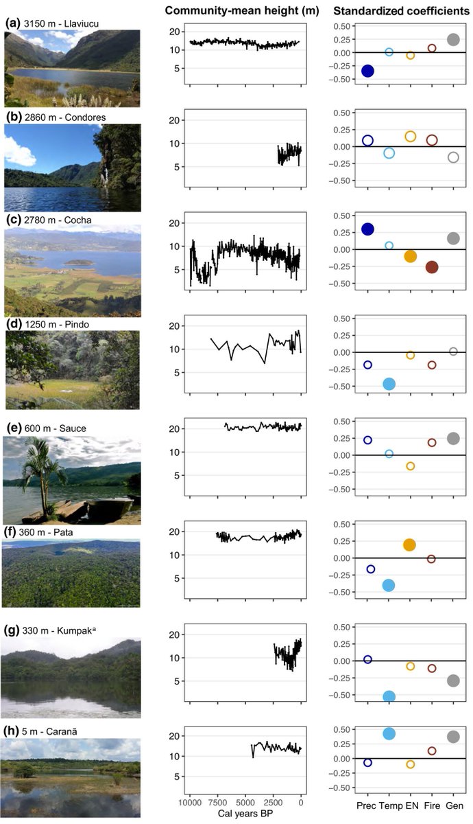 Warming, drought, and disturbances lead to shifts in functional composition: A millennial-scale analysis for Amazonian and Andean sites GLOBAL CHANGE BIOLOGY #Amazon Andes #ClimateChange #ElNiño #Fire #FossilPollen #FunctionalTraits #TropicalForest dx.doi.org/10.1111/gcb.16…