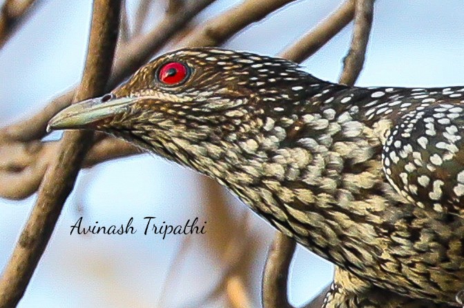 Dr. Avinash Tripathi tweet media