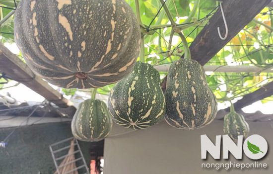 BenWork99's tweet image. Bí đỏ hồ lô
Bí đỏ hồ lô là loại bí đỏ hơi thắt nhỏ lại ở giữa quả, phần đuôi quả phình to hơn phần cuống, hình dạng như vậy hơi giống hồ lô hay cũng nhiều người nói giống hạt đậu nên được gọi là bí đỏ hồ lô hay bí đỏ hạt đậu.