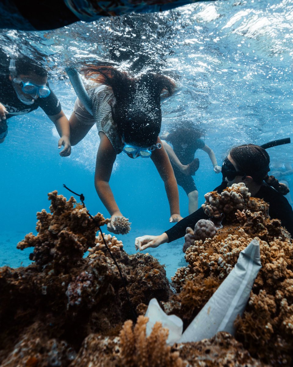 coral_gardeners's tweet photo. Help us #SaveTeahupoo by signing the petition to stop the 2024 Olympics tower: https://t.co/uU55Own24c https://t.co/gqZkLRS9E5