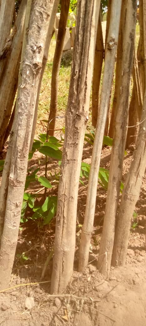ActionYout7989's tweet photo. I'm thrilled to announce the status of our school greening initiative this year. We shall continue with your support and God's guidance. The trees are doing well with good survival rates. #ClimateAction https://t.co/jZucHkWPE6