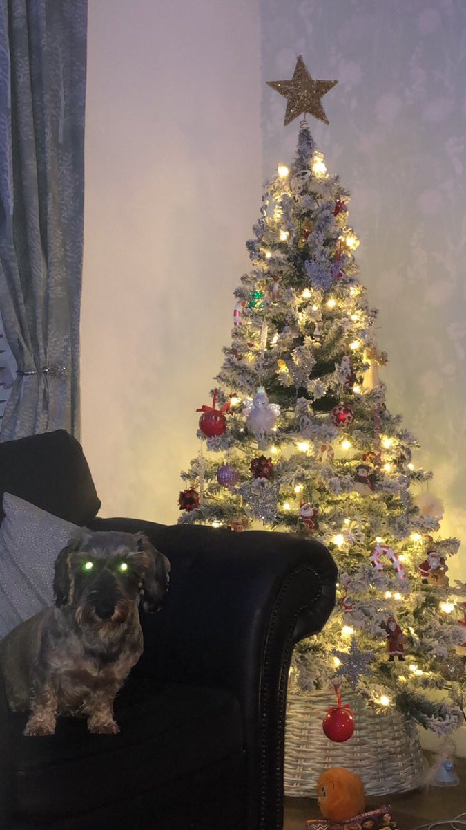 #dachshund #longhaireddachshund #christmastree