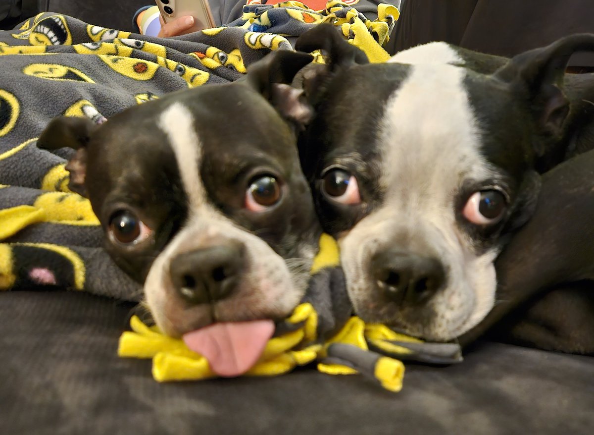DeeverMatt's tweet photo. @bunsenbernerbmd Boogie and Winks. https://t.co/eiplypdMI6