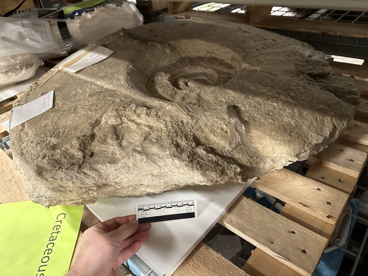 A huge #ammonite in the @PerotMuseum collection for #FossilFriday. At least 90cm (3ft) across, is probably a #Parapuzosia, which includes some of the world's largest ammonites. From the Austin Chalk of Garland, Texas just east of Dallas. #paleontology #fossils #Cretaceous