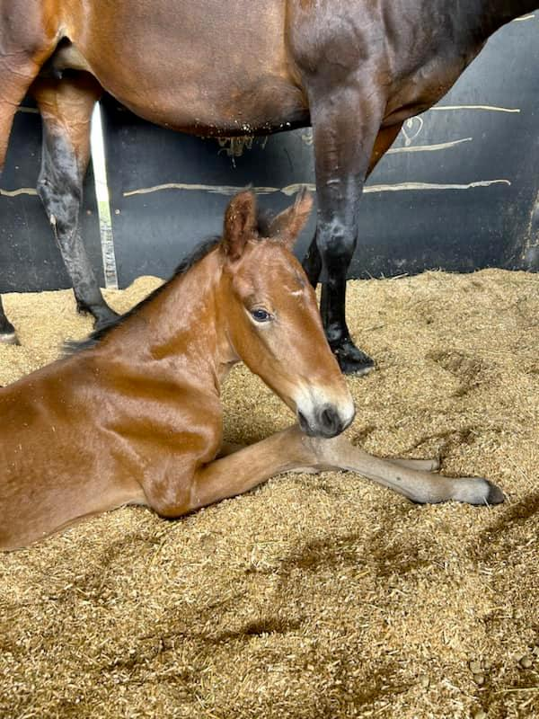 Yabby Dam Farms welcomes FACE TIME BOURBON x DANCE CRAZE colt to the farm.
🧬 Face Time Bourbon is a CHAMPION son of the great READY CASH, available to Australian breeders this season via Frozen semen.
