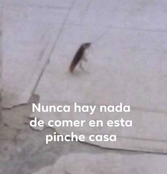  𝖓𝖾͟𝗏͟𝗂͟𝗅͟𝗅͟𝖾。 tweet media