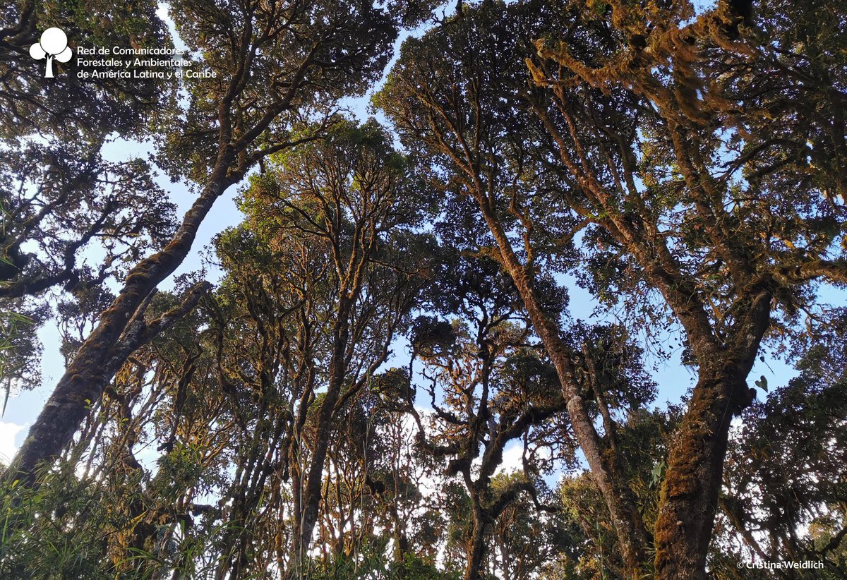 #DíadeEducaciónAmbiental
Detener la deforestación y conservar los bosques 🌳, restaurar las tierras degradadas y ampliar la agroforestería, y manejar los bosques de manera sostenible creando cadenas de valor verdes.
F.: FAO
Cristina Weidlich 📸

#RECOFALC #Comunicación #bosque