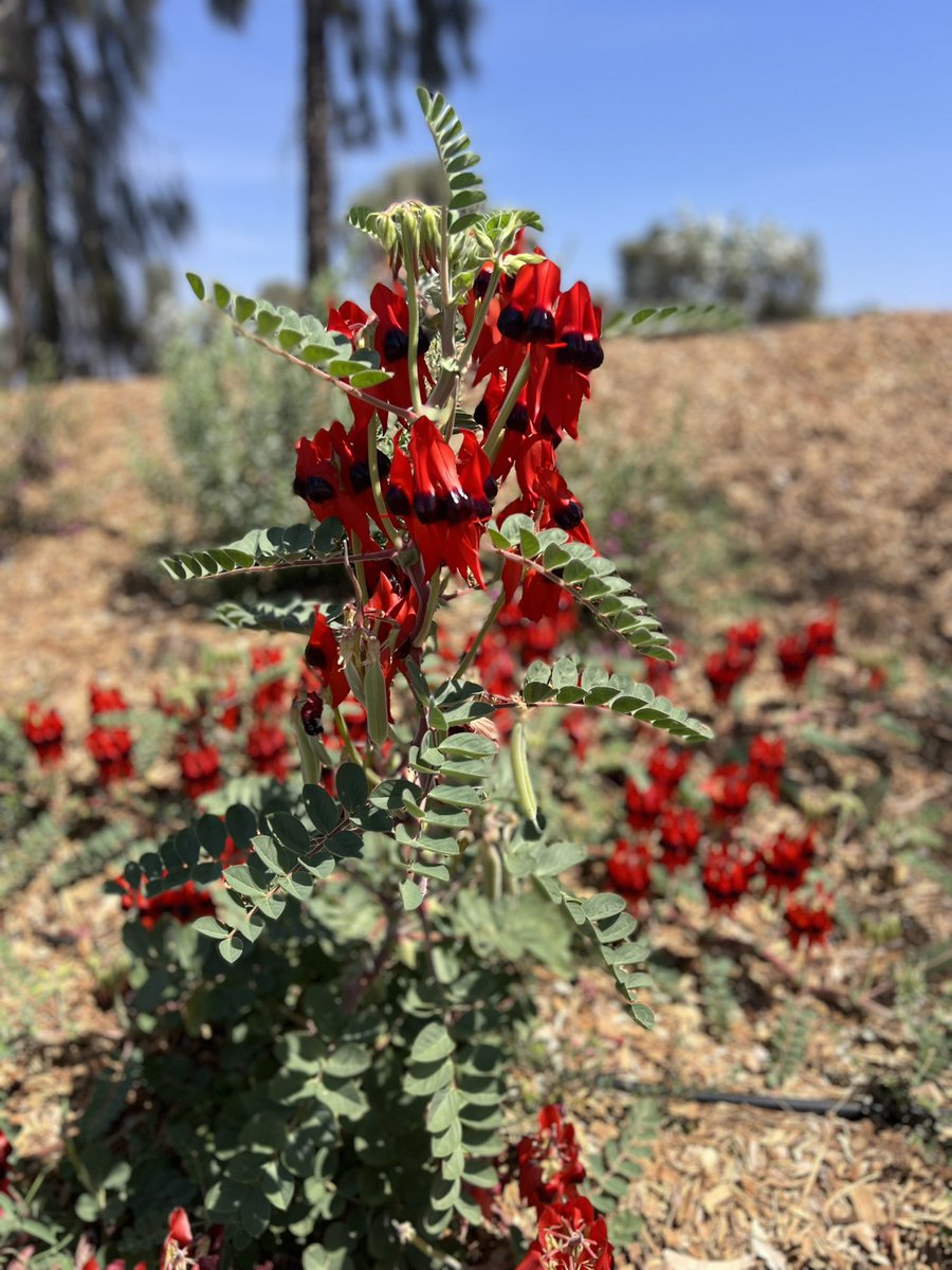 The Sturt Desert Pea is a stunning australian native plant. Ever tried to grow it. Get some tips and tricks from Clarence #garseningaustralia @ABCTV this week. #SturtDesertPea