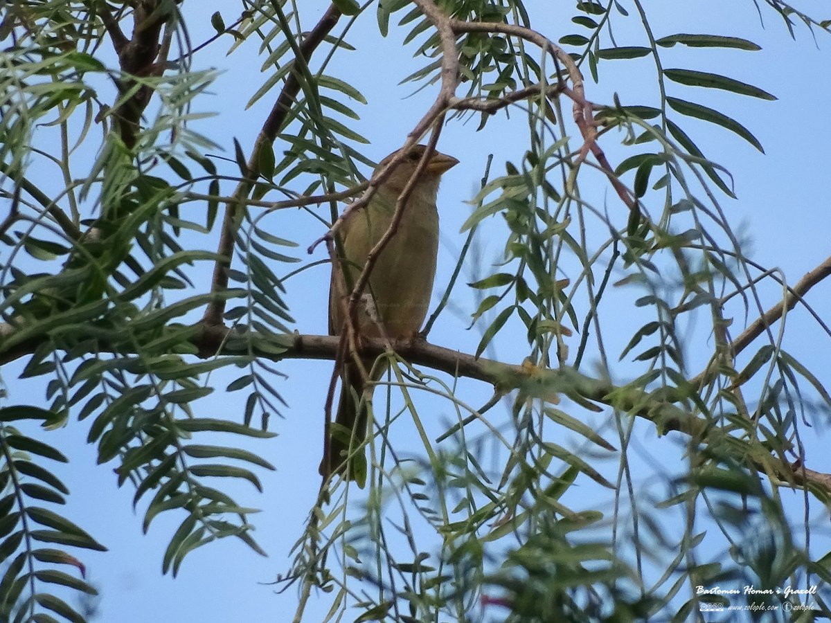 🦅 Chloris chloris ssp. aurantiiventris (verderol, verderón común mediterráneo, greenfinch) 📆 20231129 🌍 Mallorca, Bunyola, Finca de Raixa #serradetramuntana #natura #naturaleza #nature #fotografia #photography #aus #aves #birds #birdsonearth #ocellejant #pajareando #birding