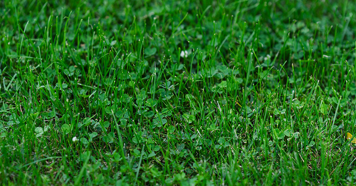 Did you know that Microclover® fixes nitrogen from the air and turns it into a fertiliser for the turf? 
Learn how this innovation can change lawn care ow.ly/5OZV50QgfFV
#DYK #DLF #SeedsAndScience #Microclover #Turf