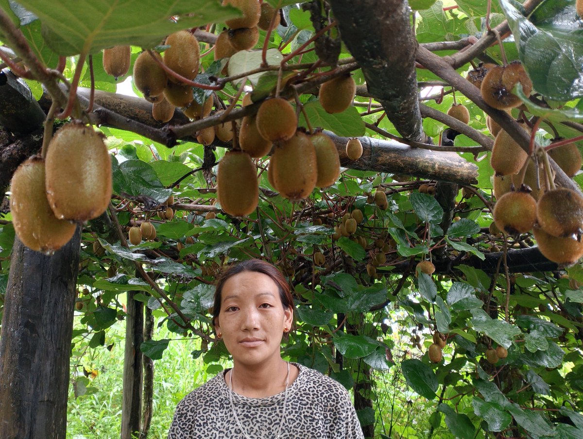 Meet Ngimali Sherpa, Secretary of the Gairigaun Farmers' Group.

Through dZi's Agriculture Program, Ngimali has honed her pruning skills and learned to manage pests and diseases in her kiwi plant. Thanks to her new expertise, she is getting ready to harvest more kiwis this year!