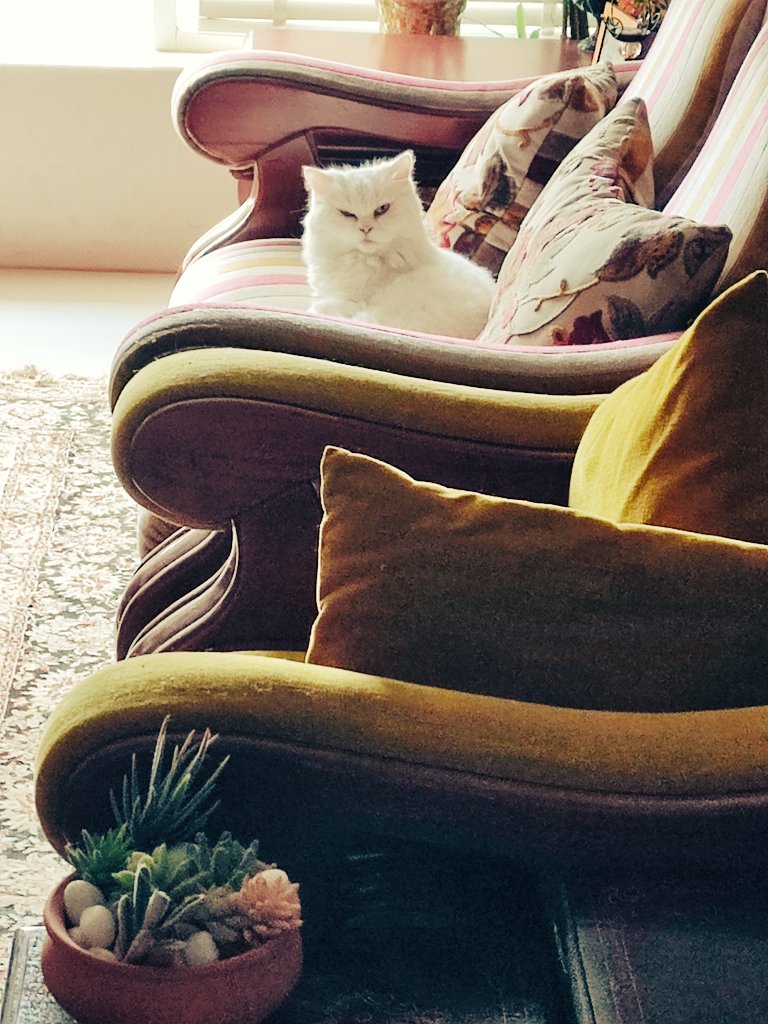 🅿️ЯΞ💤 tweet media