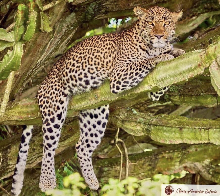 chrisaustria's tweet photo. Engo kye kisolo kyensinga okwagala nyo This leopard 🐆 was watching me at Queen Elizabeth NP #Uganda 🇺🇬 Elina amaaso amalungi. Leopards are the smallest of the big cats but pound-for-pound the strongest. A grown leopard is strong enough to carry around 100kg of weight up a tree! https://t.co/KXzV8X3FEU