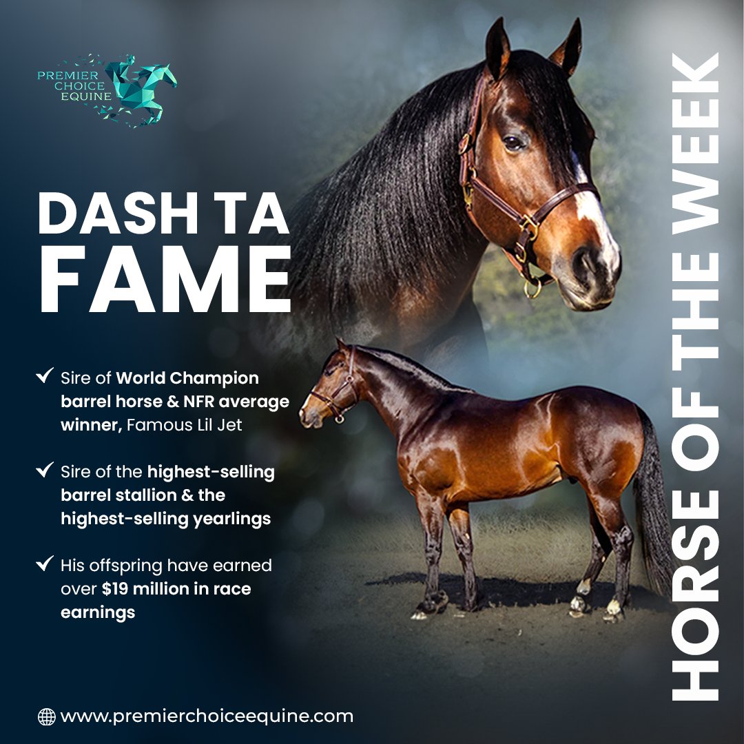 Premier Choice Equine tweet media