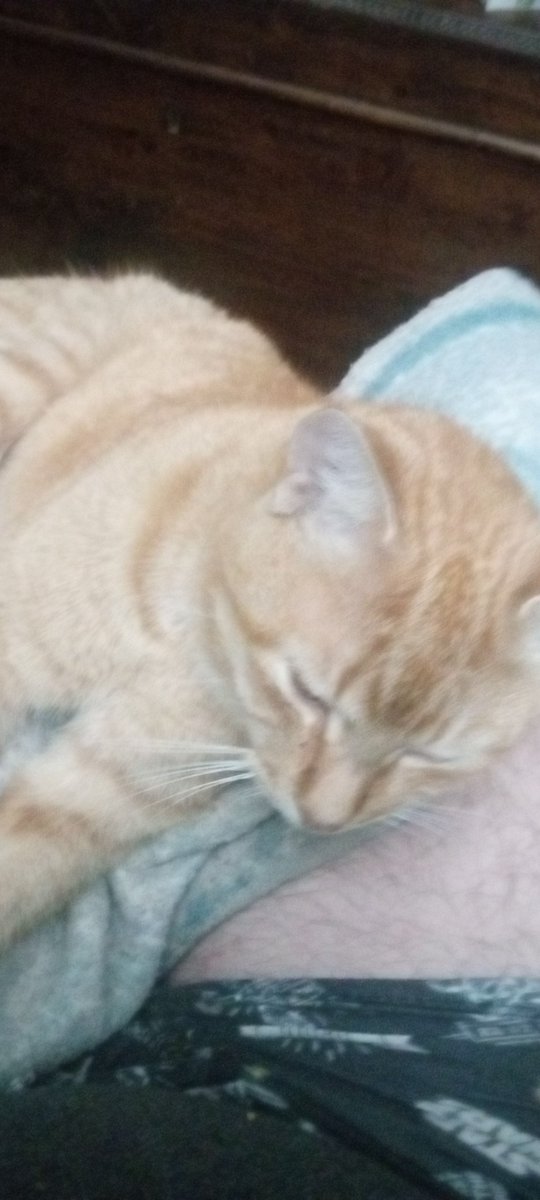 MoseleyBoyd's tweet photo. @nathaliejacoby1 My kitty. https://t.co/Wk16uQcFEo