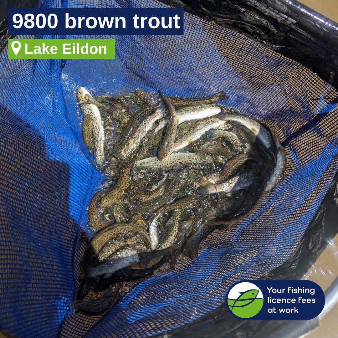 Ahhh the serenity – Our Snobs Crew were off to Bonnie Doon today to stock 9,800 brown trout.

These browns add to the 500,000+ fish we’ve stocked into Lake Eildon this year alone, including a record-breaking 169,800 brown trout.

#snobscreekhatchery #trout #gofishingvictoria