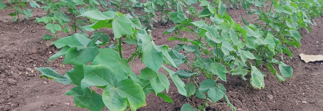 The first leaf and petiole samples from Moree have been tested through the BPC Cotton Plant Tissue system. Early results are posing questions about the effect of preplant N management on starting levels of plant tissue N, compared to previous seasons

backpaddock.com.au/2023/12/08/its…