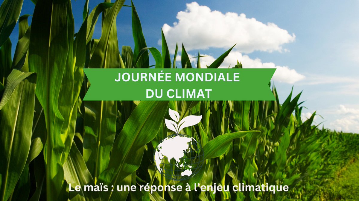 📢🌎C'est la journée mondiale du climat #JMDC ❓Saviez-vs que le #maïs absorbe + de CO2 et rejette + d’oxygène que la plupart des autres plantes ? ℹ️ 1 hectare de maïs = 16 à 32 tonnes d’oxygène, soit 2 fois + à l’hectare que la forêt ! ➡️Le 🌽=une réponse aux enjeux climatiques
