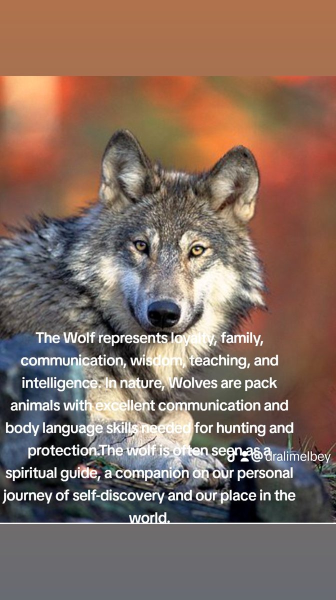 Wolf symbolizes education, intelligence, strong family ties, and loyalty. Sharp intelligence, deep connection with instincts Appetite for freedom Courage and resilience learn 2 navigate the challenges and opportunities of life with confidence and purpose. dralimelbey.com/readings-with-…