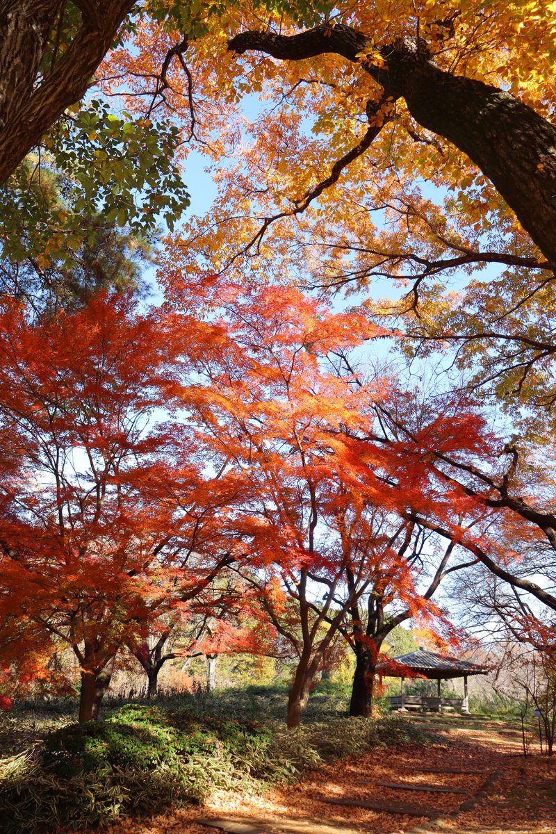 築山の紅葉その②
#コナラ や #エノキ とともに野趣あふれる #紅葉 がご覧いただけます。
It is a rustic beauty.（広報係）#紅葉見頃  #神代植物公園 #Autum #nature #garden #Japanesemaple #botanicalgarden