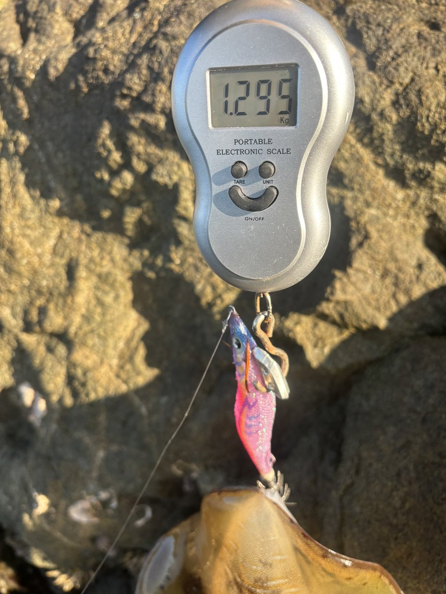 dag23583448's tweet photo. 朝マズメ短時間勝負🦑
走るラインからのフッキング
1.2キロの量型きてくれました
久々のキロアップは気持ちぃ〜

#天草
#エギング
#アオリイカ
#shimano
#yamagablanks
#yamashita https://t.co/FlAbxLq0WJ