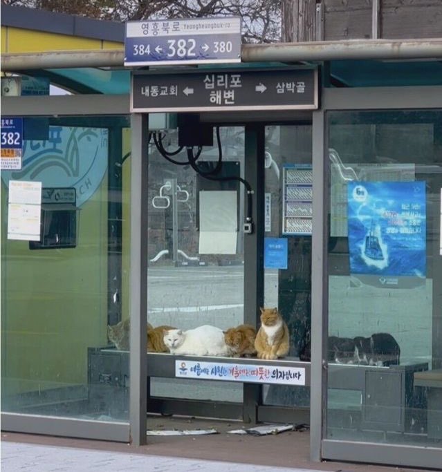 richdad_c's tweet photo. 버스 정류장 열선시트에 친구들이. https://t.co/FyFIsyzk23