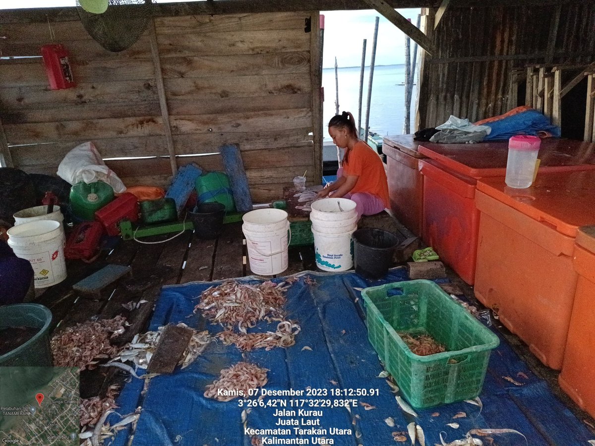arioam17's tweet photo. Kamis (07/12), Ario Anggara M, Luhkan Tarakan, di POKLAHSAR Nelayan Berkah Setara, Kel. Juata Laut, melaporkan hasil produksi Ikan Tipis/Nomei, sebanyak +/- 100Kg, Harga Jual Rp90.000/Kg, Dipasarkan Lokal Tarakan dalam bentuk Ikan Kering Tipis https://t.co/rFvmQGOrDW