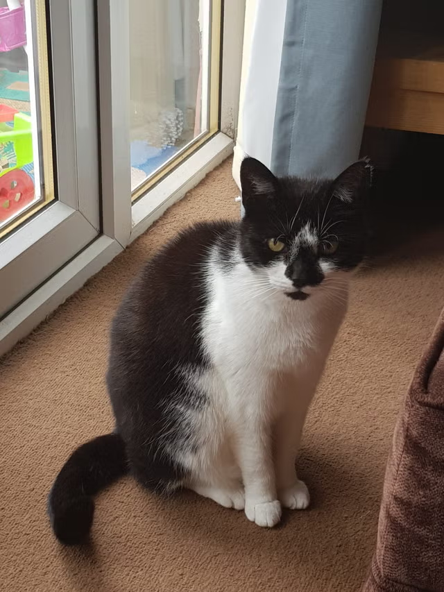 Cuteanimals4y's tweet photo. Lost cat miraculously reunited with owner after 11 years

When asked whether she thinks Daisy recognised her, Mrs Sexton says that although she is not a cat psychologist she thinks she may have

It was an emotional moment for Sian Sexton, 43, when she received a call from an old vet in another town to say her missing cat had been brought in by a couple who’d been feeding her for years – not realising she had an owner.

Mrs Sexton moved from Caerphilly to Pontypridd in south Wales a year after Daisy went missing more than a decade ago, and says she had “looked for her for months,” putting up posters, shaking food and calling for her.

“It was really emotional when I saw her for the first time,” she says. “It made me sad to see the state she was in. She was sneezing and wheezing. Completely filthy and dirty and all her fur was matted.”

Mrs Sexton was told the couple had been feeding Daisy for years, but when they noticed her condition rapidly deteriorating they feared she wouldn’t last another winter. Then, they brought her to Caerphilly Veterinary Clinic, staff at the clinic scanned Daisy for a microchip and were able to contact Mrs Sexton.

“It was about twenty past five on a Tuesday when they called me saying they had my cat,” she says. “I said: ‘All my cats are in the house’ and then I mentioned I did have a cat go missing. They said she was in pretty poor condition. I rounded up the children and we went to the vet and lo and behold, there she was.”

She says that Daisy is currently recovering from the cat flu and is quarantining in a separate room to prevent the spread to her other cats but that she is looking forward to reuniting her with her sister Dory who Mrs Sexton says also lives with her.

Daisy had been tested for various feilne diseases including FILV and FIV, and has had blood tests to check the functioning of her liver, kidneys, thyroid and other organs. “Everything came back clear,” she says. “She was completely healthy other than the flu. She’s like a miracle cat.”

When asked whether she thinks Daisy recognised her, Mrs Sexton says that although she is not a cat psychologist she thinks she may have. “Considering she’s been living feral for eleven years, she was really friendly and affectionate with me and wanted lots of love and attention.”