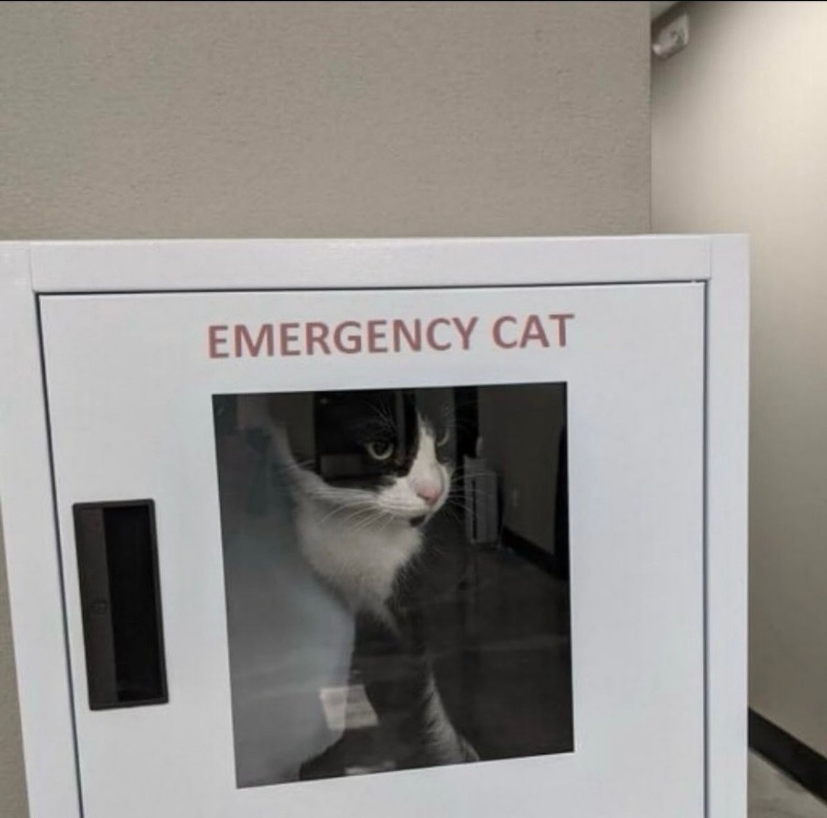 PostsOfCats's tweet photo. https://t.co/xUaeWo2pLr