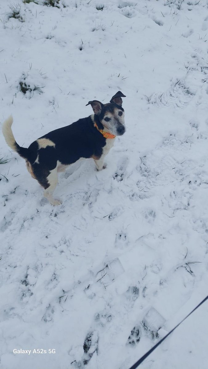 Urgent, please retweet to help Alfie find a home #LANCASHIRE #UK Affectionate Jack Russell Terrier aged 15! Sadly, his owner has passed away and he is missing him home life very much. He can live with another dog, he's spritely and enjoys his walks🐶 Please give him an extra…