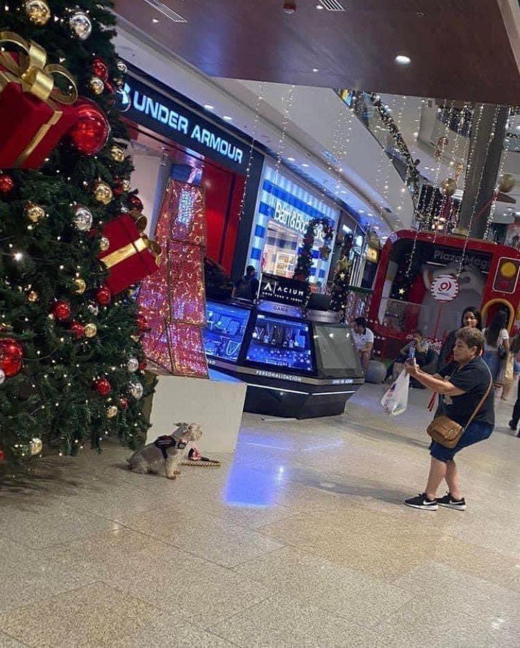 la quiero mucho señora que le toma fotos a su perrito en el árbol