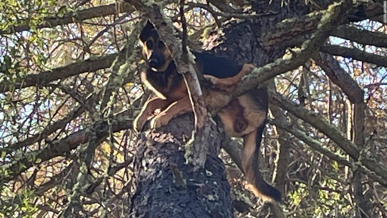 livedoornews's tweet photo. 【まさか】行方不明の犬、樹上9メートルで発見される アメリカ
https://t.co/ZoiYgttZn8

行方不明になっていた生後10カ月のジャーマンシェパード「ルナ」が木の上で発見された。飼い主は発見者の男性から、「良い知らせと悪い知らせが両方ある」と告げられたという。 https://t.co/i3RTyua9kZ