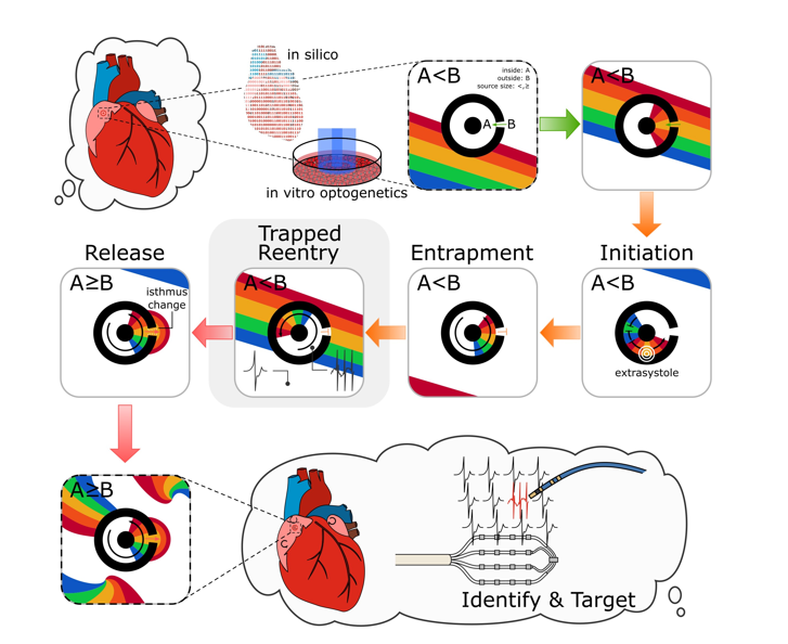 European Society of Cardiology Journals (@esc_journals) on Twitter photo Awakening a sleeping #arrhythmia
New #CardiovascularResearch study may help to improve the effectiveness of ablation of aberrant #cardiac electrical signals in patients by searching for trapped reentry circuits bit.ly/46Kbq0m
<a href="/CVR_TomaszGuzik/">CVR Tomasz Guzik</a> <a href="/glenpyle/">Glen Pyle | #WomensHeartHealth ❤️🩹🖇️</a> <a href="/DrMikeDrozd/">Mike Drozd</a> #AF Awakening a sleeping #arrhythmia
New #CardiovascularResearch study may help to improve the effectiveness of ablation of aberrant #cardiac electrical signals in patients by searching for trapped reentry circuits bit.ly/46Kbq0m
<a href="/CVR_TomaszGuzik/">CVR Tomasz Guzik</a> <a href="/glenpyle/">Glen Pyle | #WomensHeartHealth ❤️🩹🖇️</a> <a href="/DrMikeDrozd/">Mike Drozd</a> #AF