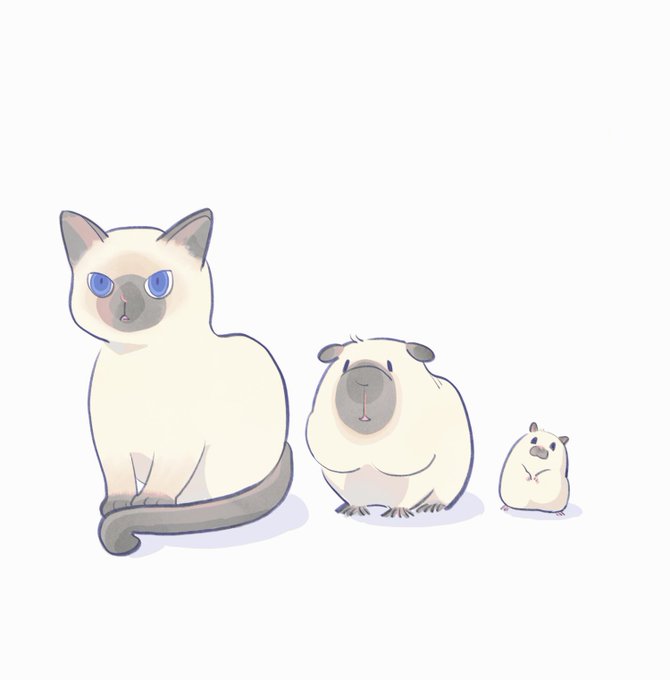「blue eyes cat」 illustration images(Latest)｜21pages